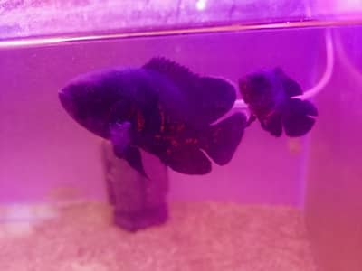 albino Oscar and tiger Oscar pairs