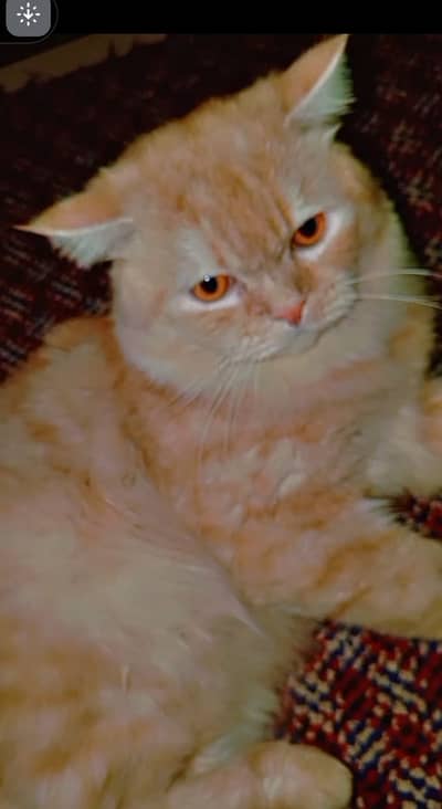 Persian cat for sale