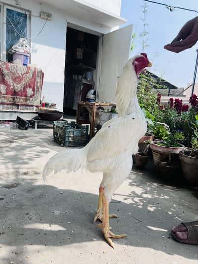 White Shamo Swing Neck Male