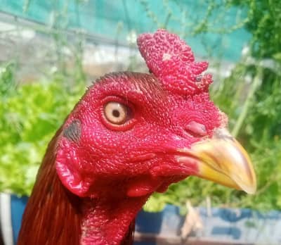 Thai  aseel  pair. 03224964486