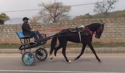 desi horse and sulky