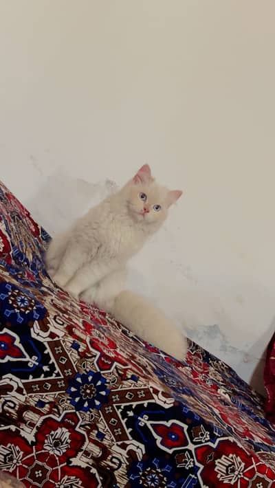 Pershion tripple cooted blue eyes Male