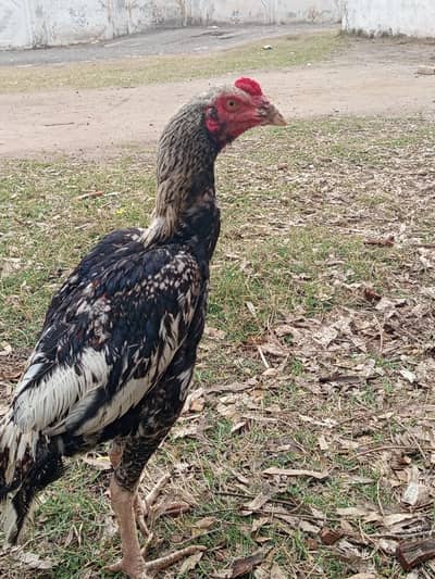 Aseel Patha  for Sale – Strong & Healthy