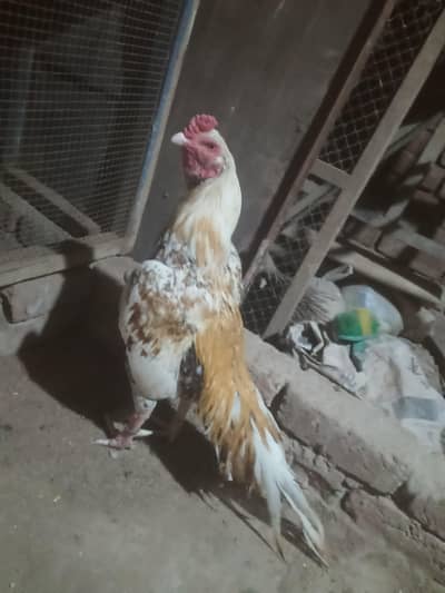 mianwali peela murgha for sale