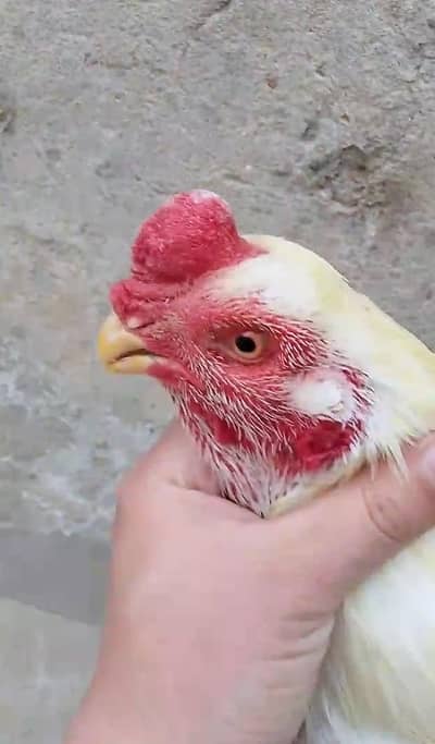 *Pure Heera Aseel /golden buff pair /white Indian parrot peak*