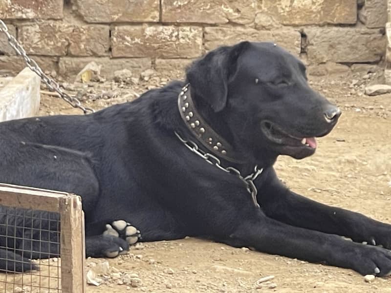 Black Labra | Puppies | labrador | Dog | Labra Puppy | Labra - Dogs ...