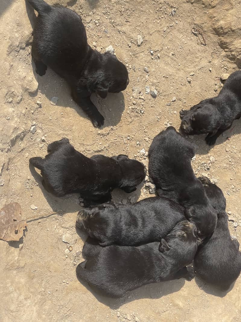 Black Labra | Puppies | labrador | Dog | Labra Puppy | Labra - Dogs ...