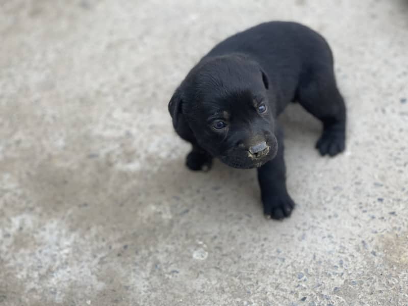 Black Labra | Puppies | labrador | Dog | Labra Puppy | Labra - Dogs ...