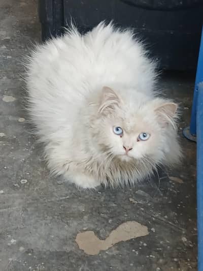 Persian cats 3ripple coated