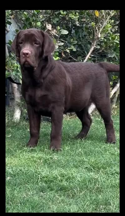 only stud  British labrador apple  chocolate color