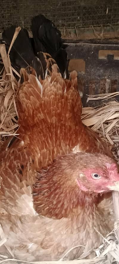 kurak big saiz asel murge pki kuralk ha har tarhan ok ha