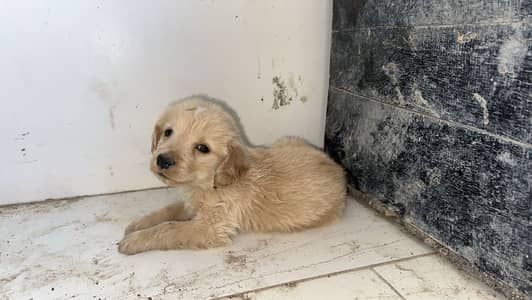 Pedigree Golden retriever puppy | Dog Puppy|  Golden retriever