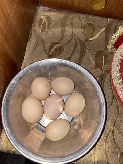 incubator & eggs for sale thai saleta pair eggs for sale