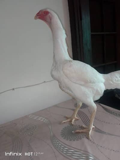 white shamoo from shamoo waorld