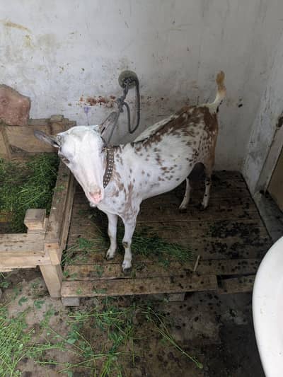 tedi bakri age 6 dant 2 femail bachy