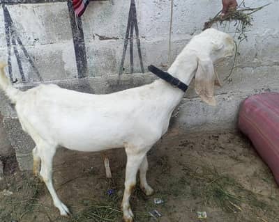 Rajnpuri 3month gaban