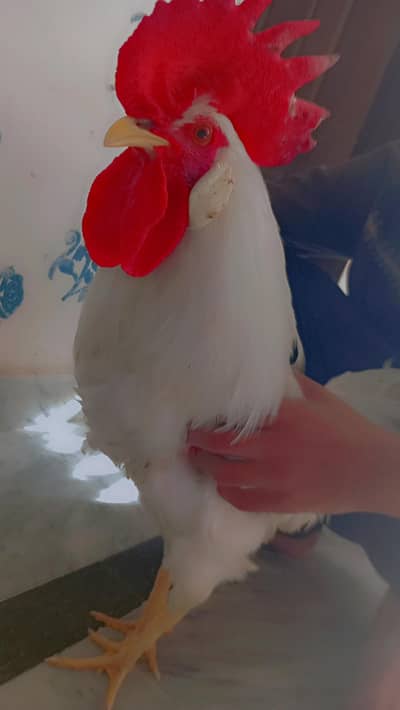 Healthy Desi Murgha for Sale