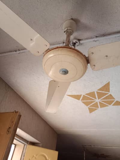 Pak.  fan. 56.  good.  . caper