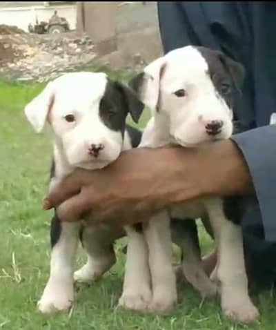 paver bully gulteer male female piar available for sale