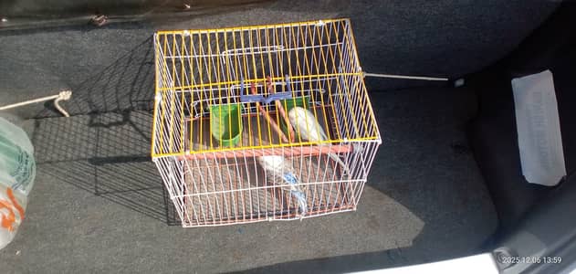 Small Parrots (Totee) Pair with Cage – Healthy Birds for Sale 