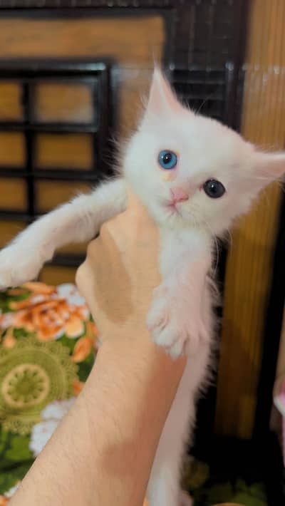 Blue & odd eyes doll face kittens