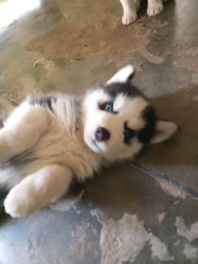 Husky puppies female available