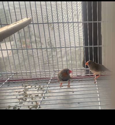 Zebra finch