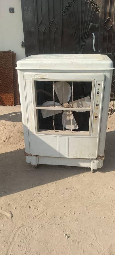 bijili wala big colar