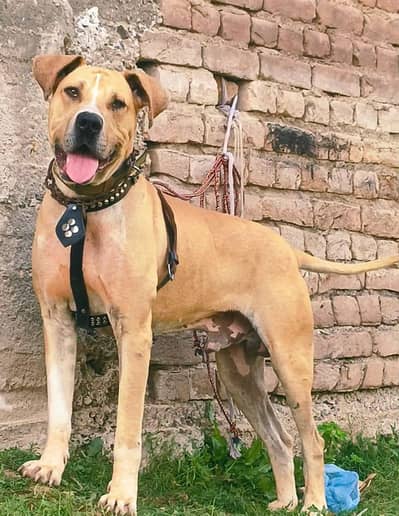 paver lappa gulteer Male available for sale