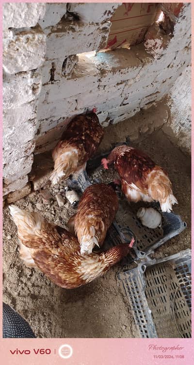 pure lohman brown bread