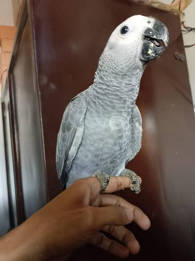 grey parrot for sale mobile WhatsApp number 03092793577