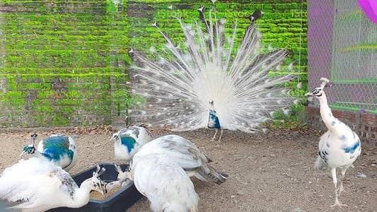 Blue Shoulder Pied Peacock Pair