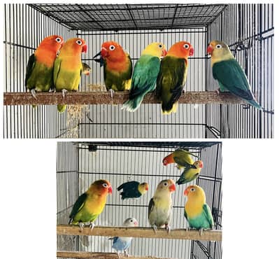 Lovebirds