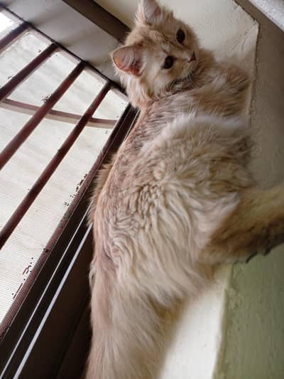 Sweetest Lap-Warmer Looking for a Forever Best Friend