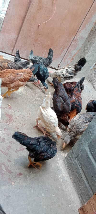 aseel misri mix breed total 15 chicks
