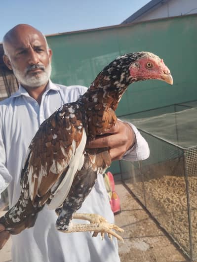 Aseel Shajri Cheeni Maadi for sale / Hen for sale