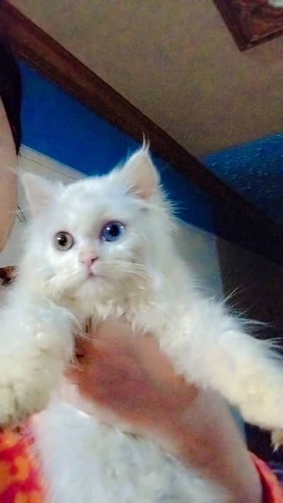 Different color ki eyes hien only interested log msg kry