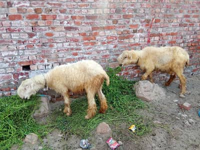 2 mundri baheer for sale . please read description then call/ message