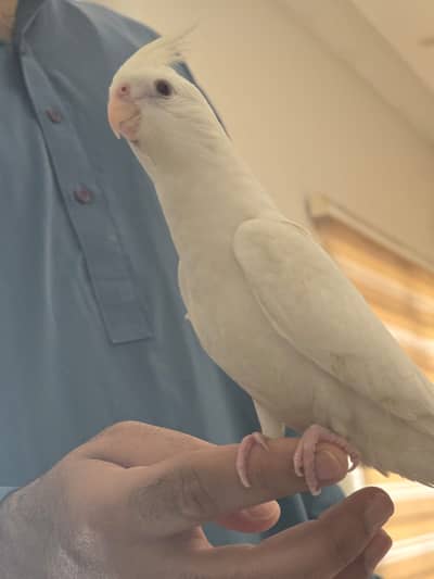 Hand Tame Eno cockatiel Red eyes Healthy