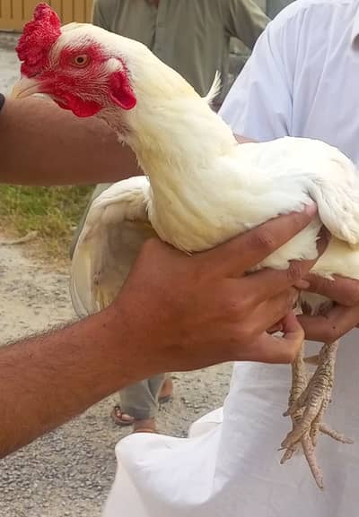 1 male 4 females 03022126487