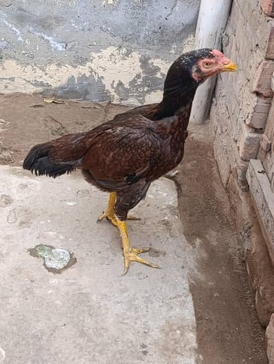 Aseel maadi available for sale without chicks