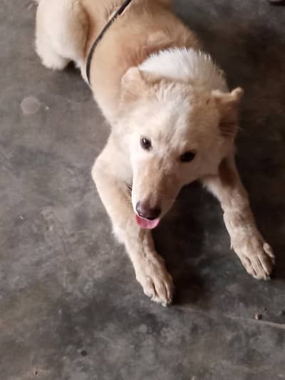 urgent sale Karna hai train hai. . .