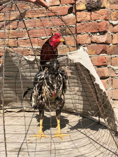 high quality patha  for sale