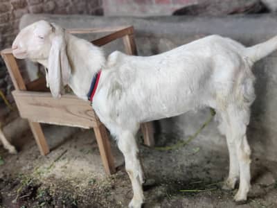 do bakray hain rajan puri