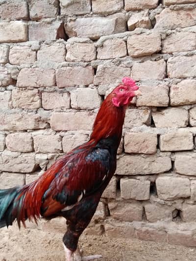 Elite Quality pakistani breeder male