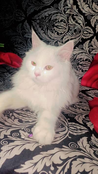 contact me for more details