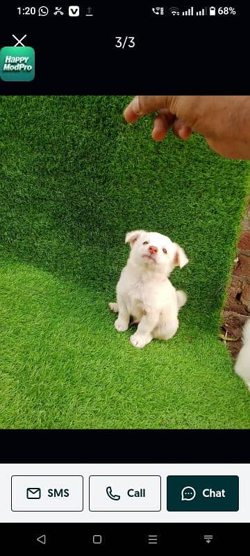 Russian puppy dog for sale only Whatsapp number 03327945291