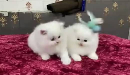 Persian female kitten for sale My WhatsApp number 03-29-26-68-929