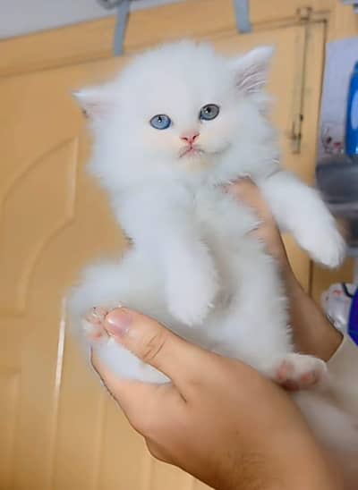 Persian Cats & Kittens 3 kot Healthy & Playfully O348 O16ƷO6Ʒ wa