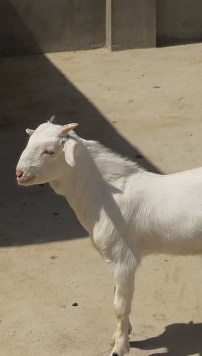 Teddy bakra for sale